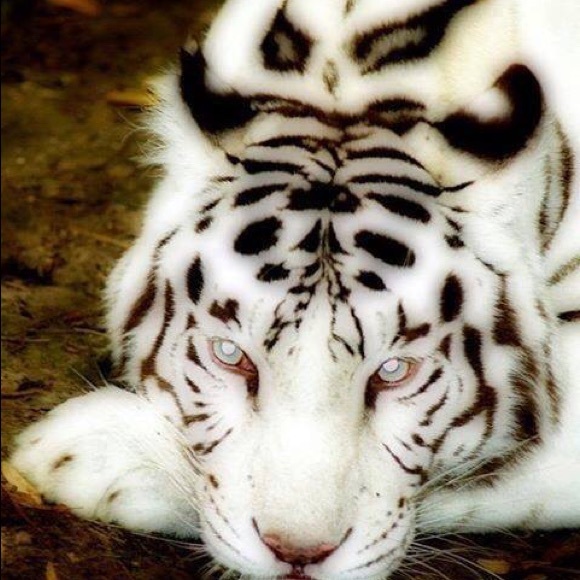 Meet your Posher, Debbie - Picture 3 of 3